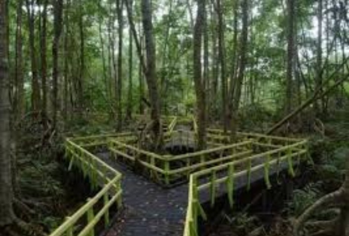 GALERI: Hutan Mangrove Potensi Wisata Inhil