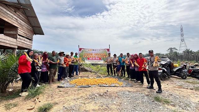 Galeri: Panen Perdana Tanaman Jagung Dalam Program Ketahanan Pangan Di Desa Batu Ampar