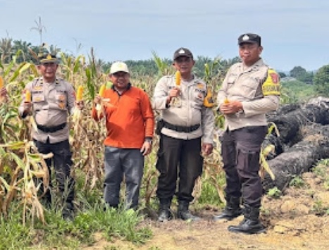 Galeri: Panen Perdana Tanaman Jagung Dalam Program Ketahanan Pangan Di Desa Batu Ampar