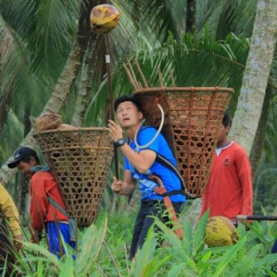 GALERI: Sensasi Kehidupan Petani di Negeri Hamparan Kelapa Dunia