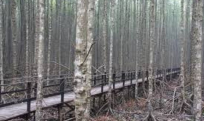 GALERI: Hutan Mangrove Potensi Wisata Inhil