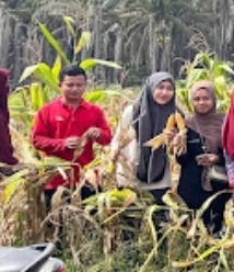 Galeri: Panen Perdana Tanaman Jagung Dalam Program Ketahanan Pangan Di Desa Batu Ampar