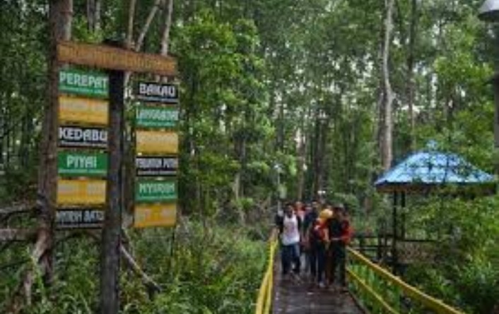GALERI: Hutan Mangrove Potensi Wisata Inhil
