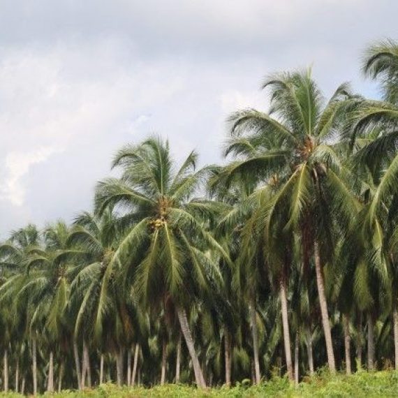 GALERI: Sensasi Kehidupan Petani di Negeri Hamparan Kelapa Dunia
